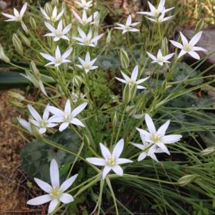 ornithogalum orthophyllum